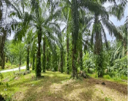 Indonesia’s Palm Oil Exports Soar to $14.02 Billion